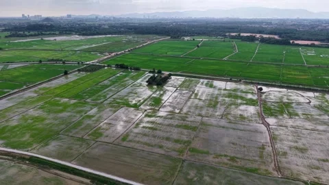 Labuh Banting Rice Paddy Fields Overhead Drone View Video stock 332219011