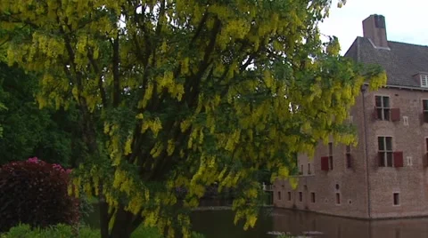 Laburnum anagyroides in bloom + pan Het Oude Loo, a 15th-century castle Stock Footage 42097660