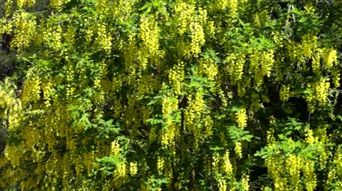 Laburnum anagyroides Video stock 24945155