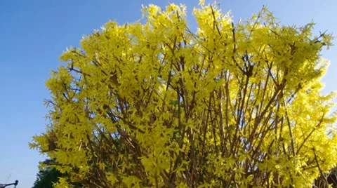 Laburnum in flower Stock Footage 36769996