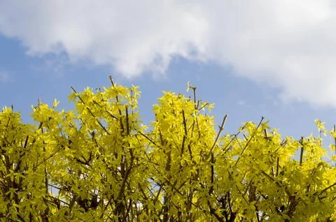 Laburnum in flower Foto stock