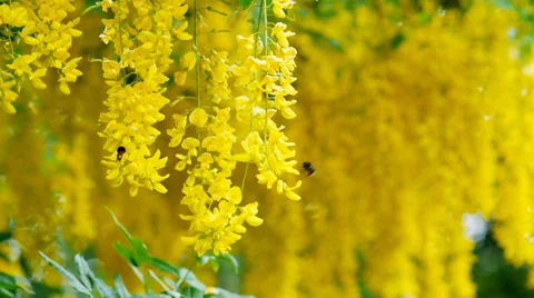 Laburnum flowers rack focus Stock Footage 38607304