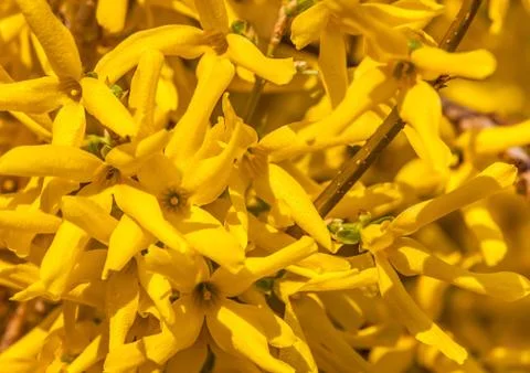 Laburnum Stock Photos