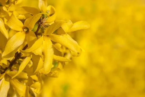 Laburnum Stock Photos