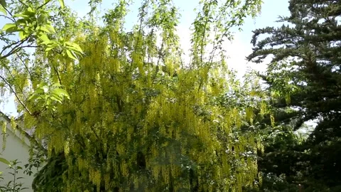 Laburnum tree in full flower Stock Footage 155332875