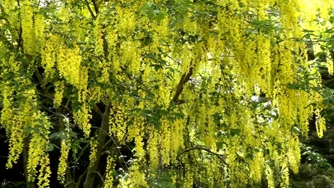 Laburnum tree in full flower Vidéo 155332894
