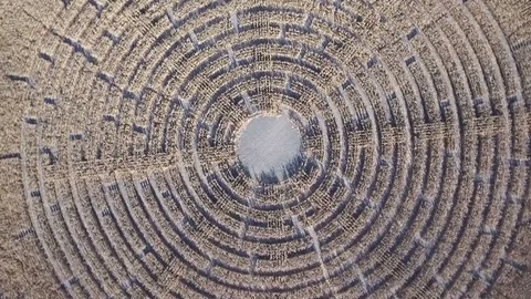 Labyrinth, Corn field, Aerial drone Stock Footage