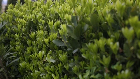 Labyrinth garden Stock Footage 129874057