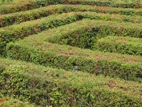 Labyrinth Maze Pattern of Neat Cut Green Bushes Foto stock