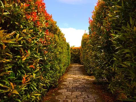 Labyrinth shape plant Stock Photos