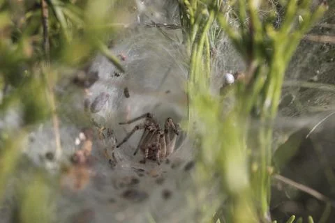 Labyrinth Spider Lurking Inside Its Tubular Silk Retreat Stock Photos
