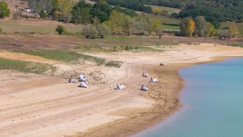 Lac de Montbel Stock Footage 281279275