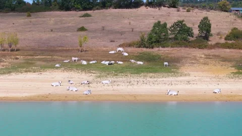 Lac de Montbel Stock Footage 281279279