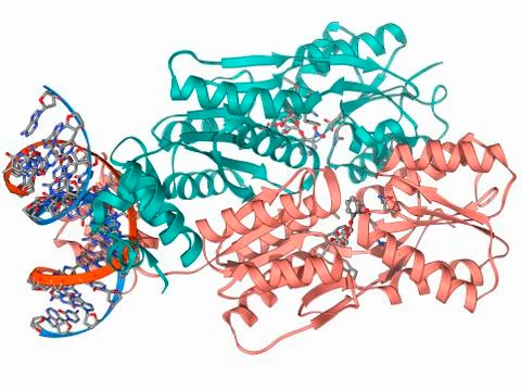 LAC repressor bound to DNA Stock Illustration