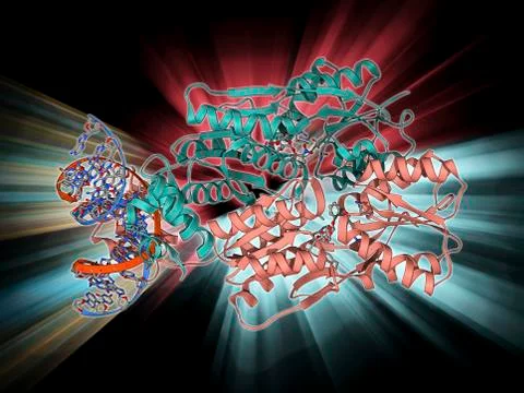LAC repressor bound to DNA Stock Illustration