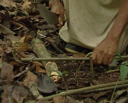 Lacandon hunter making a trap or snare in the jungle of Palenque Stock Footage 36436881