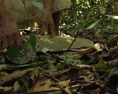 Lacandon men making bark paper of the amate tree.Traditional Mayan techniques. Stock Footage 36448637