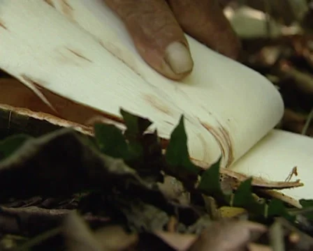 Lacandon men making bark paper of the amate tree.Traditional Mayan techniques. Stock Footage 36449433