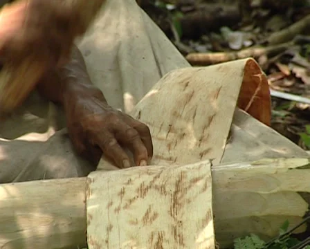 Lacandon men making bark paper of the amate tree.Traditional Mayan techniques. Stock Footage 36463321