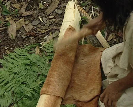 Lacandon men making bark paper of the amate tree.Traditional Mayan techniques. Stock Footage 36465211