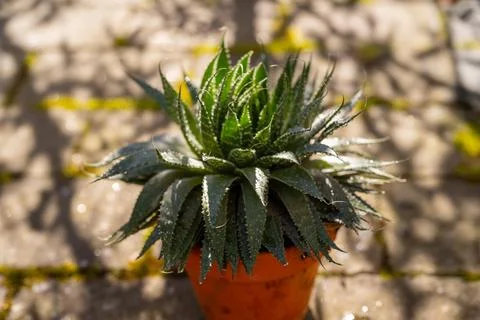 Lace aloe in a pot viewed from above Stock Photos