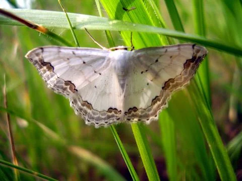 Lace Border Moth Stock Photos