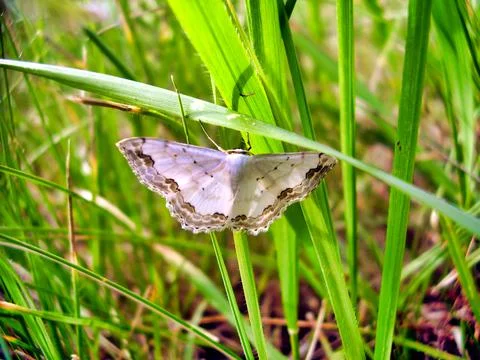 Lace Border Moth Stock Photos