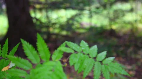 Lace forest herbs Stock Footage 48814040