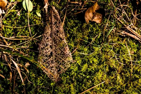 Lace Leaf Stockfoto's