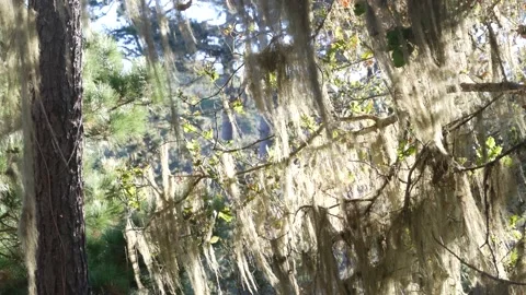 Lace lichen moss hanging, tree in deep forest. Wood, grove or woodland. Parasite 스톡 동영상 169454635