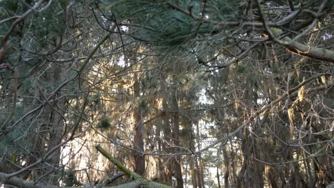 Lace lichen moss hanging, tree in deep forest. Wood, grove or woodland. Parasite 스톡 동영상 169857335