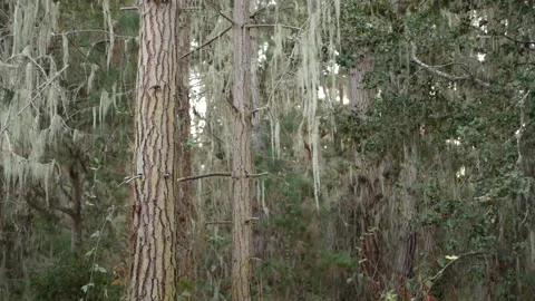 Lace lichen moss hanging, tree in deep forest. Wood, grove or woodland. Parasite 스톡 동영상 170354608