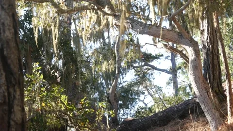 Lace lichen moss hanging, tree in deep forest. Wood, grove or woodland. Parasite 스톡 동영상 171111108