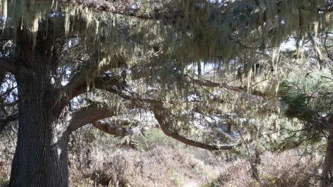 Lace lichen moss hanging, tree in deep forest. Wood, grove or woodland. Parasite 스톡 동영상 171801769