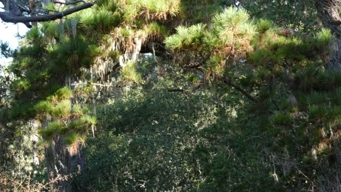 Lace lichen moss hanging, tree in deep forest. Wood, grove or woodland. Parasite 스톡 동영상 185196751
