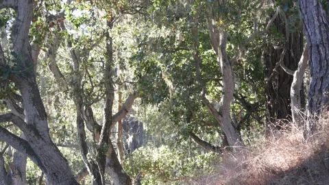 Lace lichen moss hanging, tree in deep forest. Wood, grove or woodland. Parasite Stock-Footage 188571089