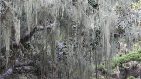 Lace lichen moss hanging, tree in deep forest. Wood, grove or woodland. Parasite Video stock 195014414