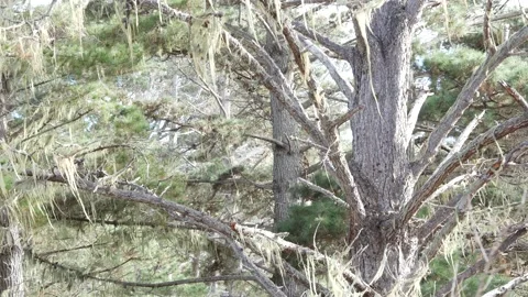 Lace lichen moss hanging, tree in deep forest. Wood, grove or woodland. Parasite Video stock 197569702