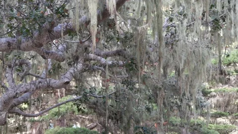 Lace lichen moss hanging, tree in deep forest. Wood, grove or woodland. Parasite Stockbeeldmateriaal 200011606