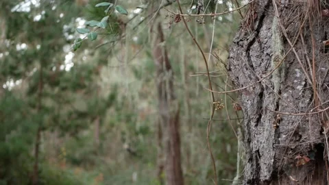 Lace lichen moss hanging, tree in deep forest. Wood, grove or woodland. Parasite Stock-Footage 200015655
