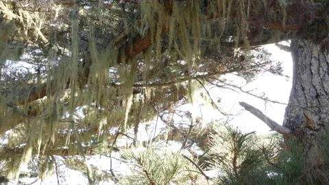 Lace lichen moss hanging, tree in deep forest. Wood, grove or woodland. Parasite Stockbeeldmateriaal 201381430