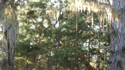 Lace lichen moss hanging, tree in deep forest. Wood, grove or woodland. Parasite Stockbeeldmateriaal 202216396
