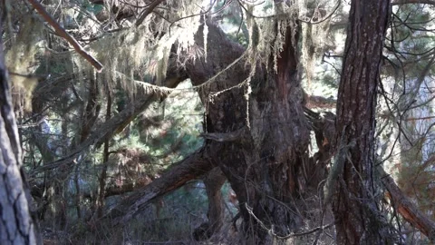 Lace lichen moss hanging, tree in deep forest. Wood, grove or woodland. Parasite Stockbeeldmateriaal 208833693