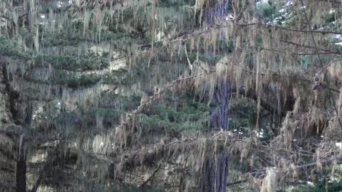 Lace lichen moss hanging, tree in deep forest. Wood, grove or woodland. Parasite Stockbeeldmateriaal 221606744