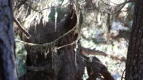 Lace lichen moss hanging, tree in deep forest. Wood, grove or woodland. Parasite Stockbeeldmateriaal 226201001