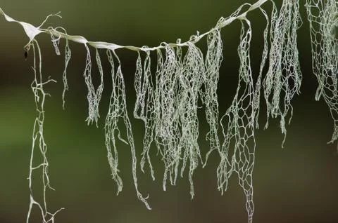 Lace Lichen Stock Photos