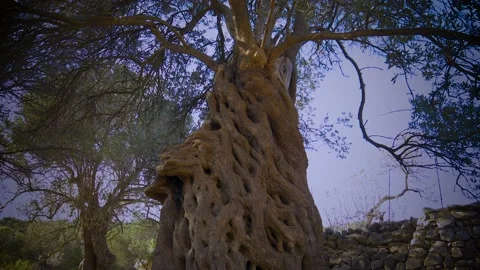 The lace in olive tree Stock Footage 143566886