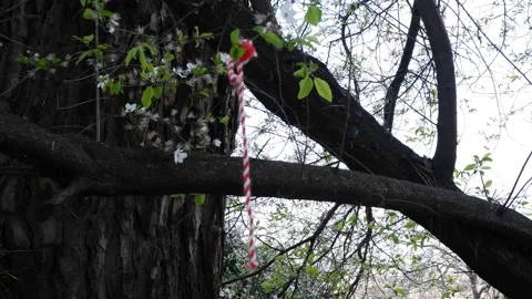 The lace sways in the wind Stock Footage 172259524