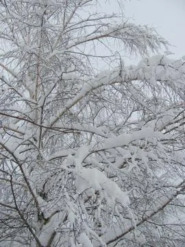Lace Of Tree Branches Under Snow Stock Photos