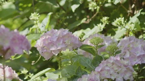 Lacecap hydrangea flower by summer day 4K close-up video Stock Footage 265927603